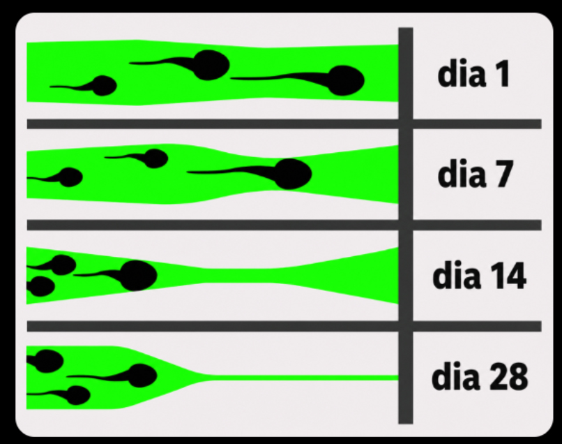Evolución de control pélvico